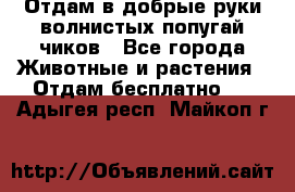 Отдам в добрые руки волнистых попугай.чиков - Все города Животные и растения » Отдам бесплатно   . Адыгея респ.,Майкоп г.